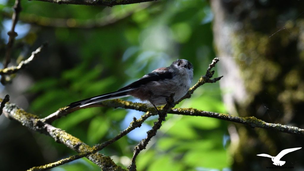 Mésange à longue queue - vero2dm.com - photographe animalier - oiseaux - biodiversité