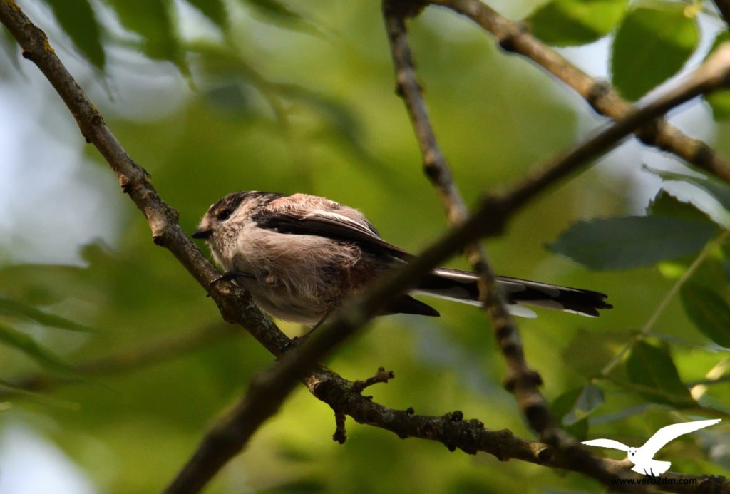 Mésange à longue queue - vero2dm.com - photographe animalier - oiseaux - biodiversité