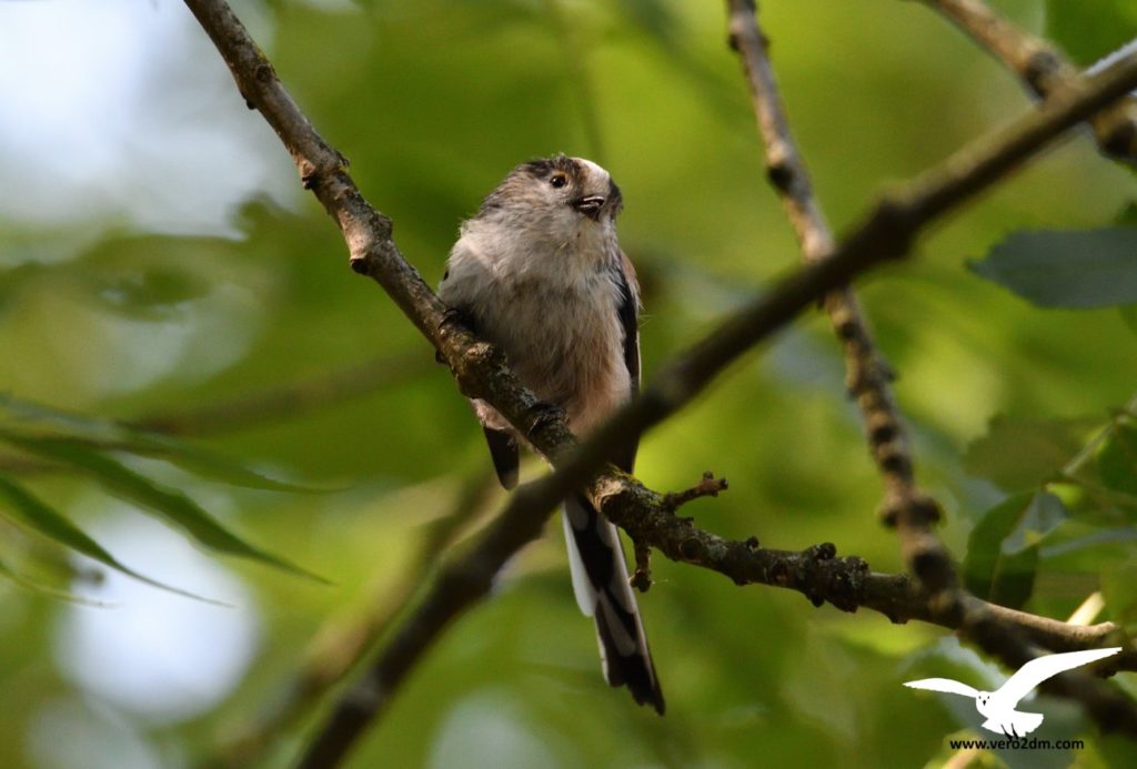 Mésange à longue queue - vero2dm.com - photographe animalier - oiseaux - biodiversité