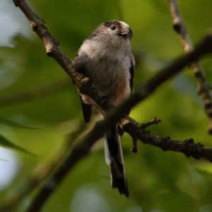 Mésange à longue queue - vero2dm.com - photographe animalier - oiseaux - biodiversité