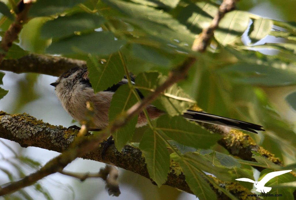 Mésange à longue queue - vero2dm.com - photographe animalier - oiseaux - biodiversité