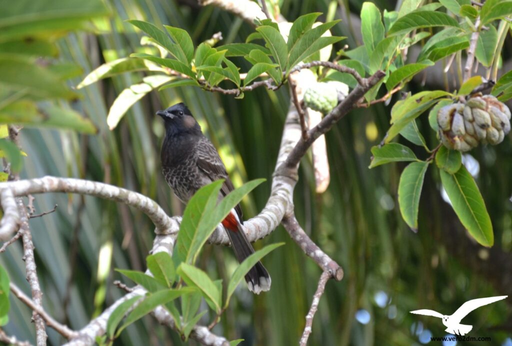 Bulbul à ventre rouge - vero2dm photographe animalier oiseaux nature biodiversité