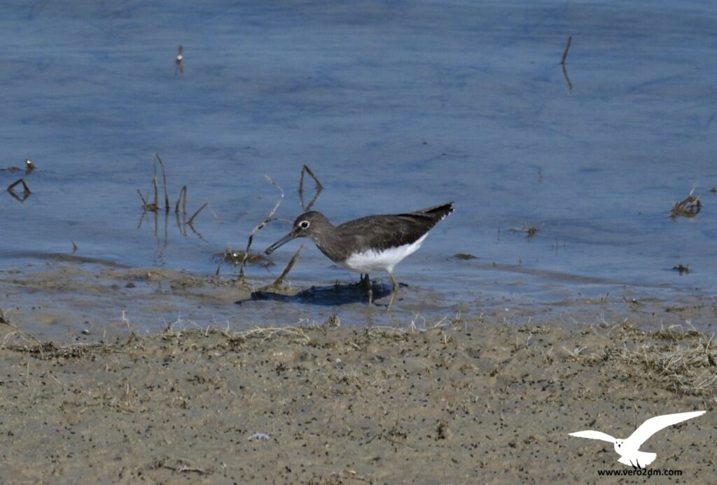 Chevalier culblanc - vero2dm photographe animalier oiseaux nature biodiversité