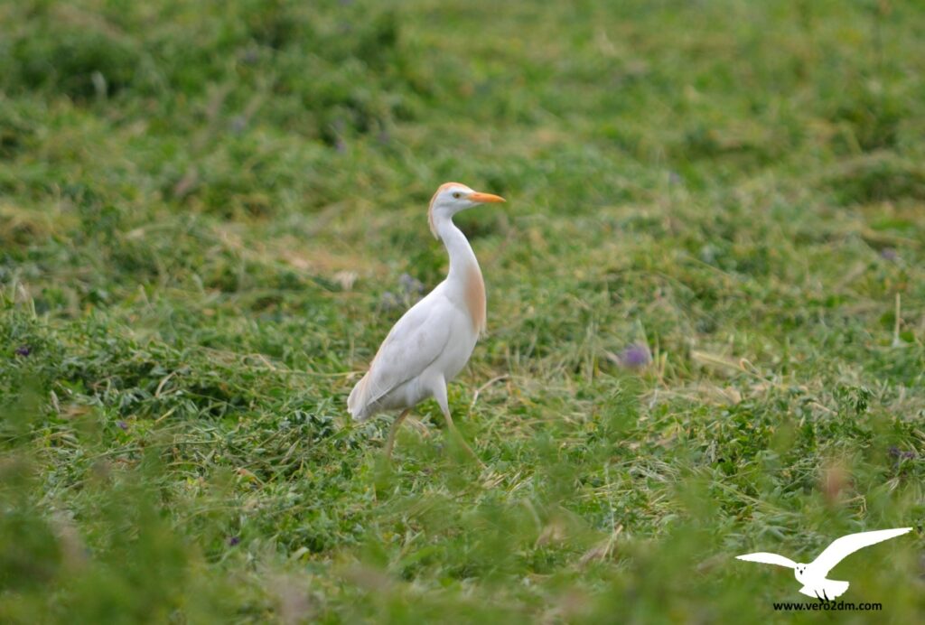 Héron garde-bœufs - vero2dm photographe animalier oiseaux nature biodiversité