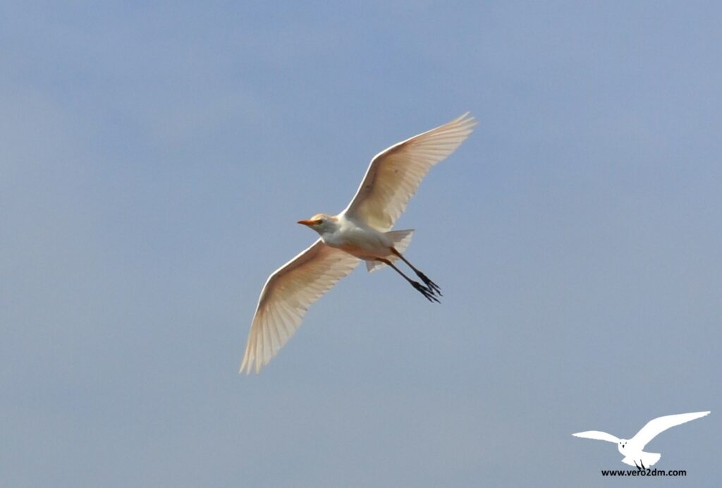 Héron garde-bœufs - vero2dm photographe animalier oiseaux nature biodiversité