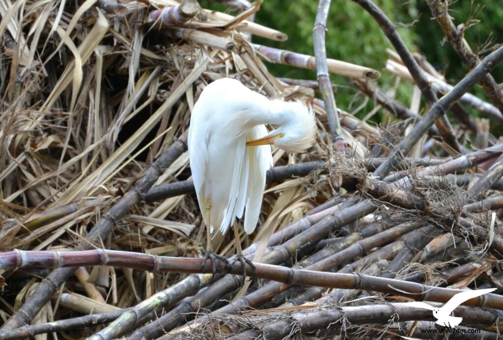 Héron garde-bœufs - vero2dm photographe animalier oiseaux nature biodiversité