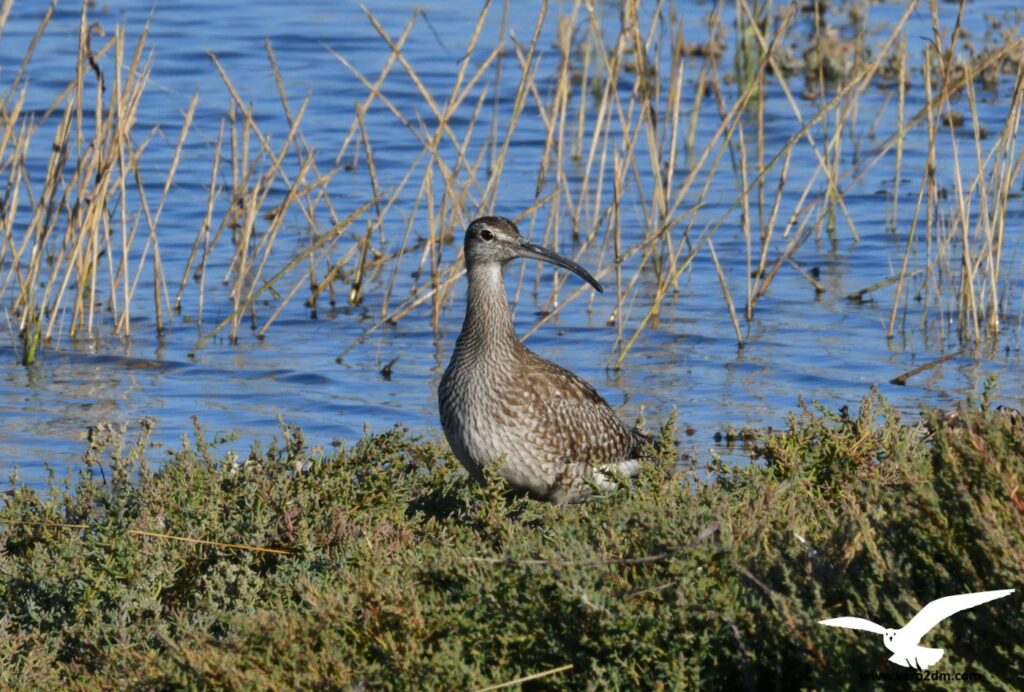 Courlis corlieu - vero2dm photographe animalier oiseaux nature biodiversité