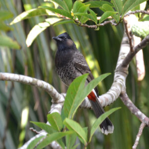 Bulbul à ventre rouge - vero2dm photographe animalier oiseaux nature biodiversité