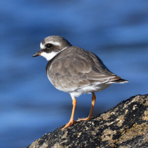 Grand Gravelot - vero2dm photographe animalier oiseaux nature biodiversité