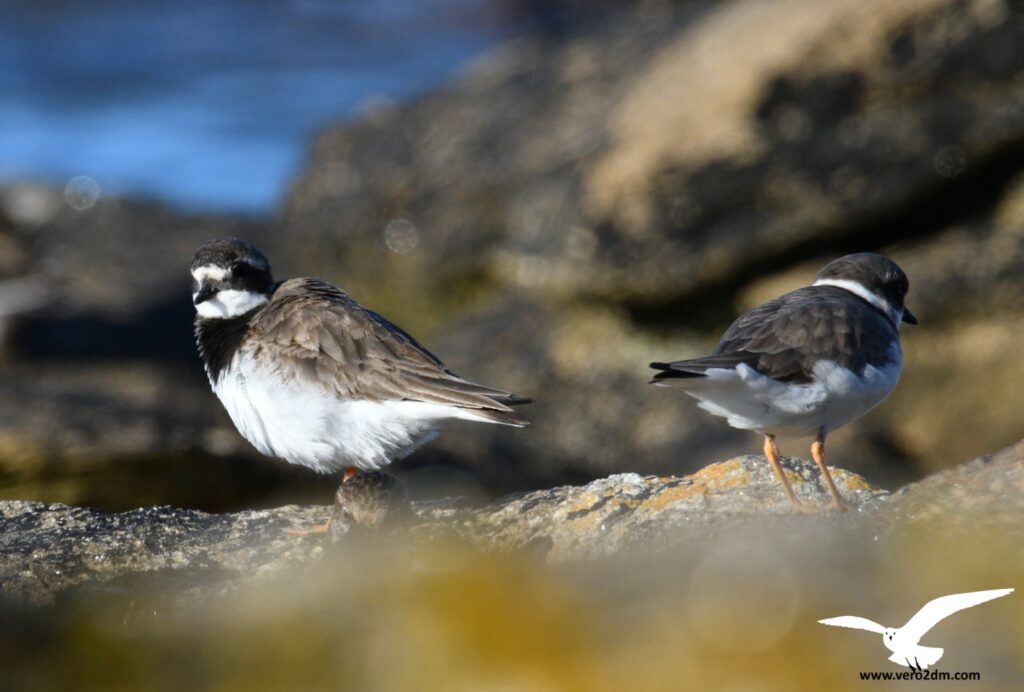 Grand Gravelot - vero2dm photographe animalier oiseaux nature biodiversité