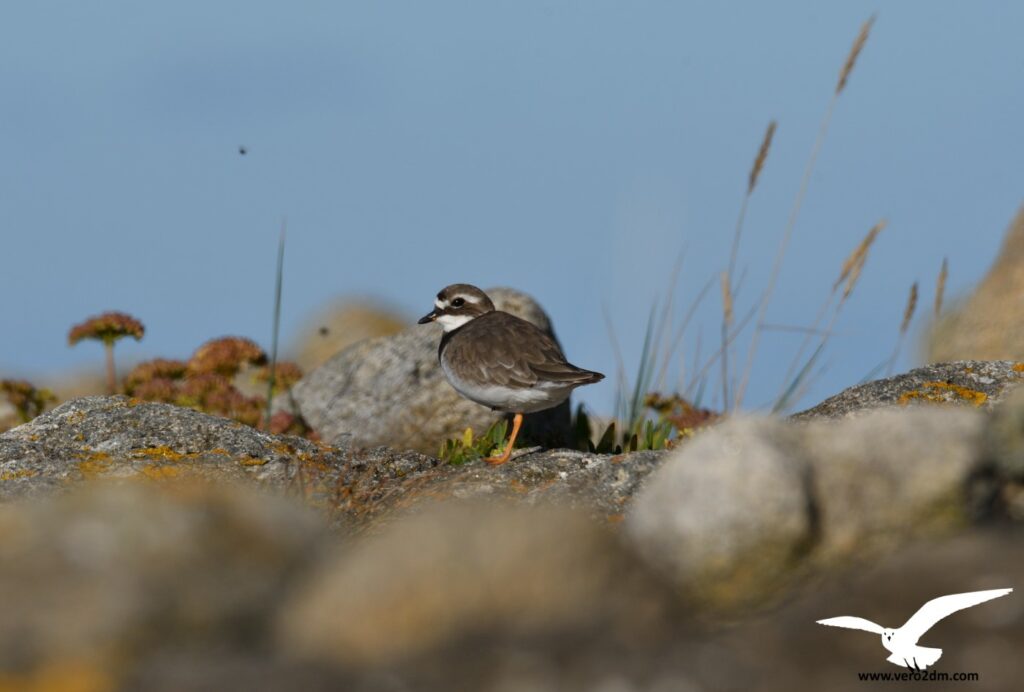 Grand Gravelot - vero2dm photographe animalier oiseaux nature biodiversité