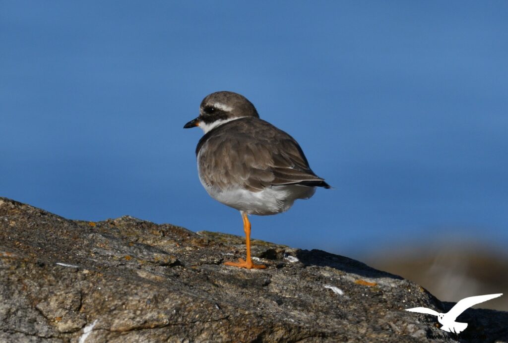 Grand Gravelot - vero2dm photographe animalier oiseaux nature biodiversité