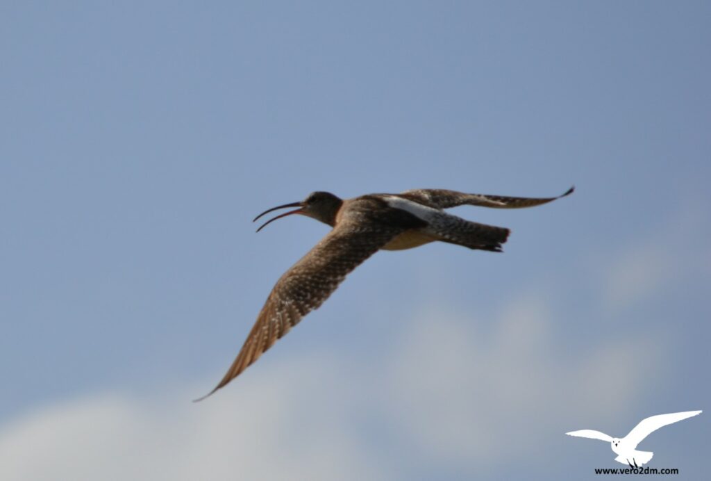 Courlis corlieu - vero2dm photographe animalier oiseaux nature biodiversité
