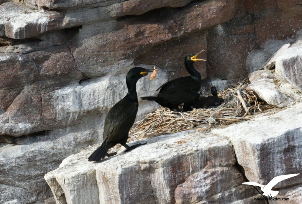 Cormoran huppé - vero2dm photographe animalier oiseaux nature biodiversité