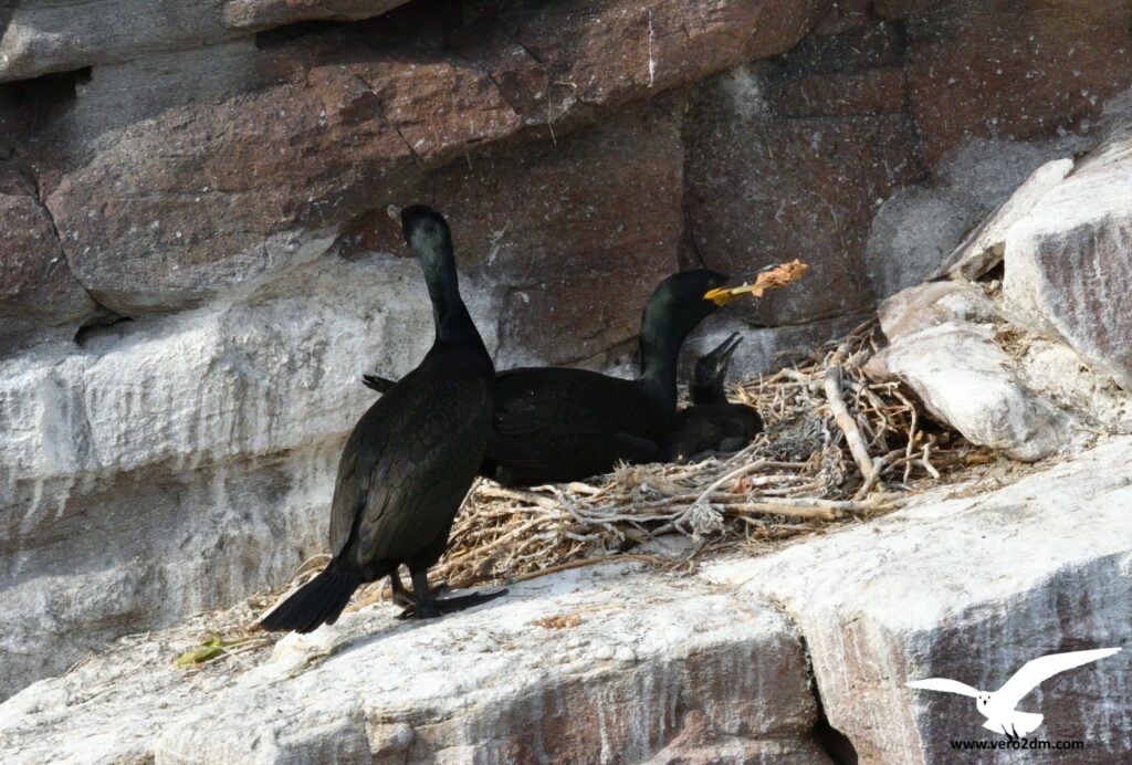 Cormoran huppé - vero2dm photographe animalier oiseaux nature biodiversité