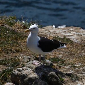 Goéland marin - vero2dm photographe animalier oiseaux nature biodiversité