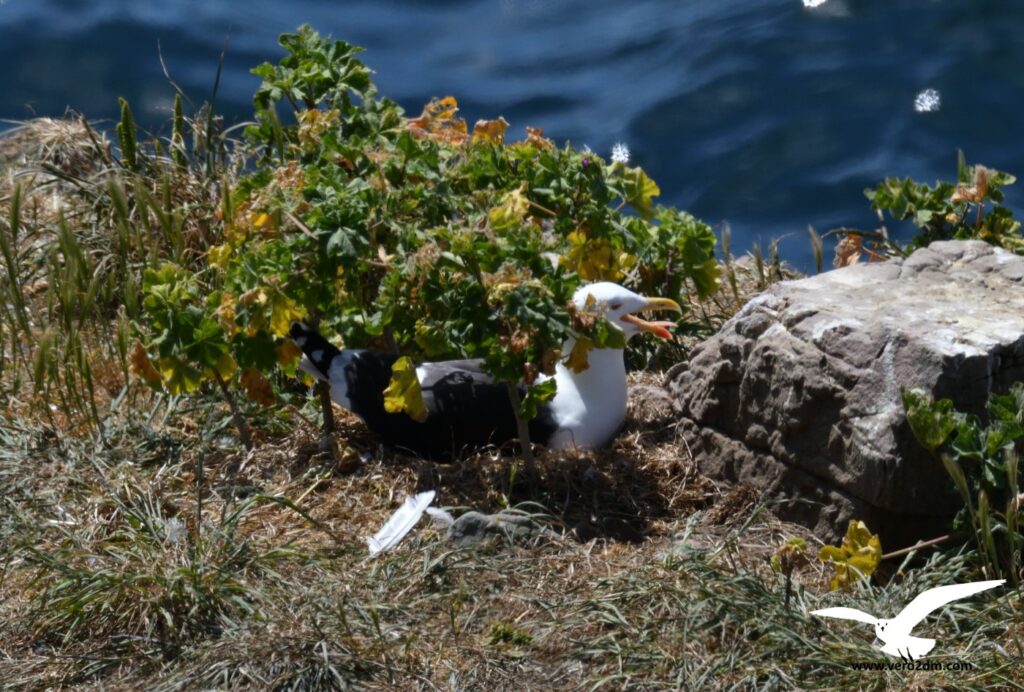 Goéland marin - vero2dm photographe animalier oiseaux nature biodiversité