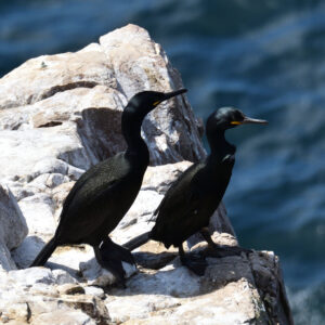 Cormoran huppé - vero2dm photographe animalier oiseaux nature biodiversité