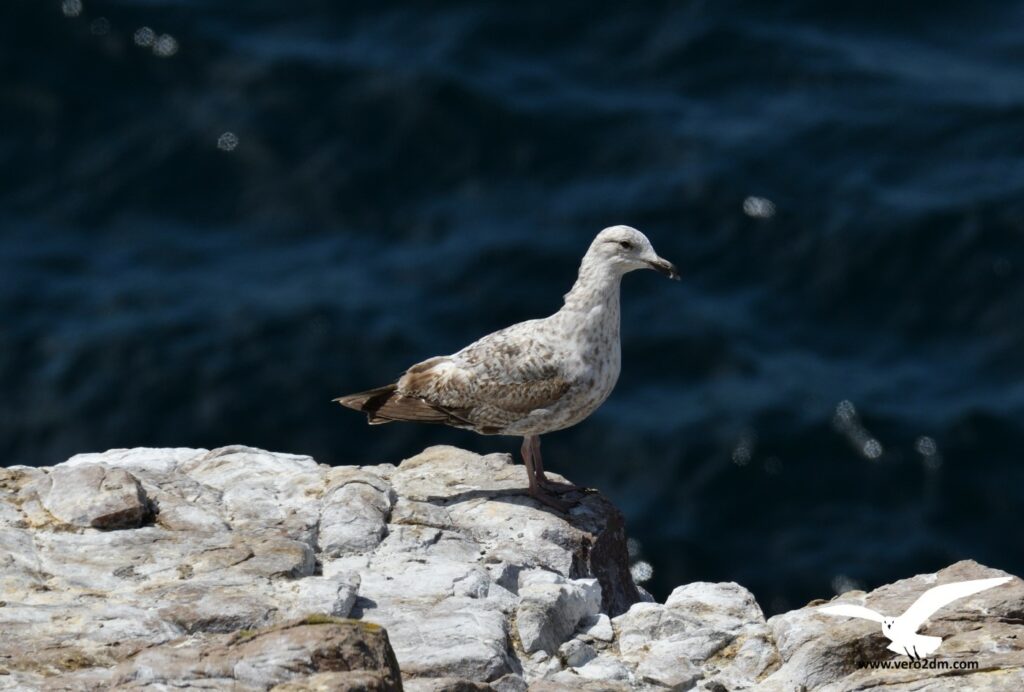 Goéland marin - vero2dm photographe animalier oiseaux nature biodiversité