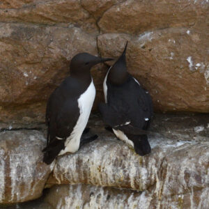 Guillemot de Troïl