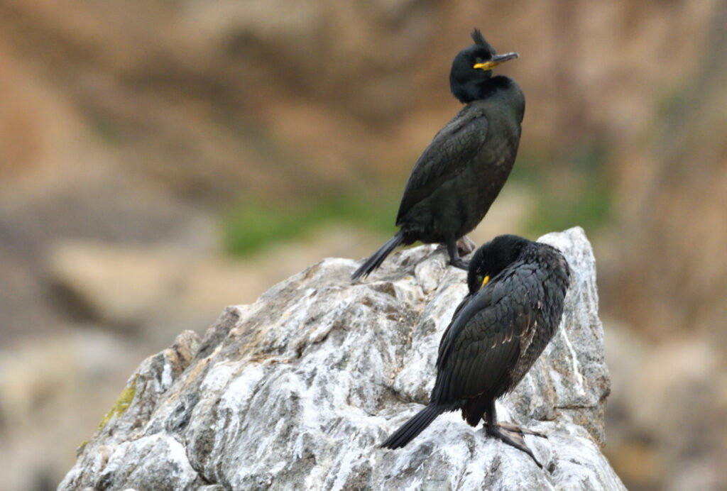 Cormoran huppé - vero2dm photographe animalier oiseaux nature biodiversité