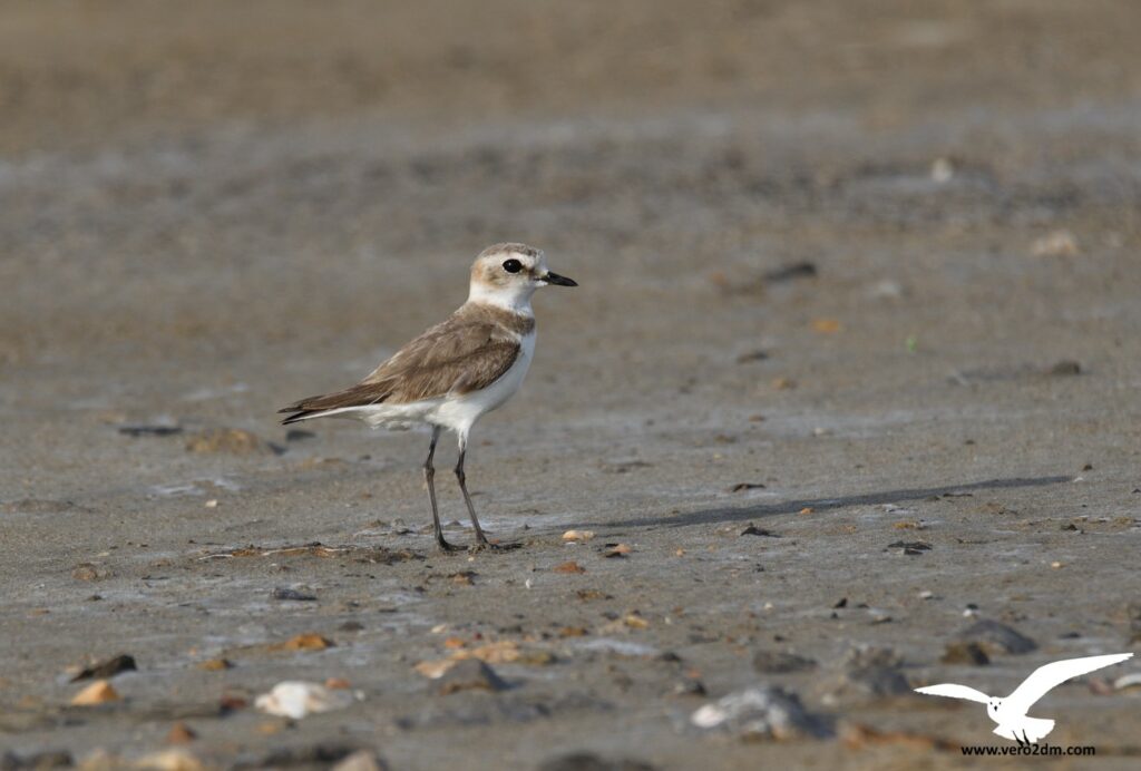 Gravelot à collier interrompu - vero2dm photographe animalier oiseaux nature biodiversité