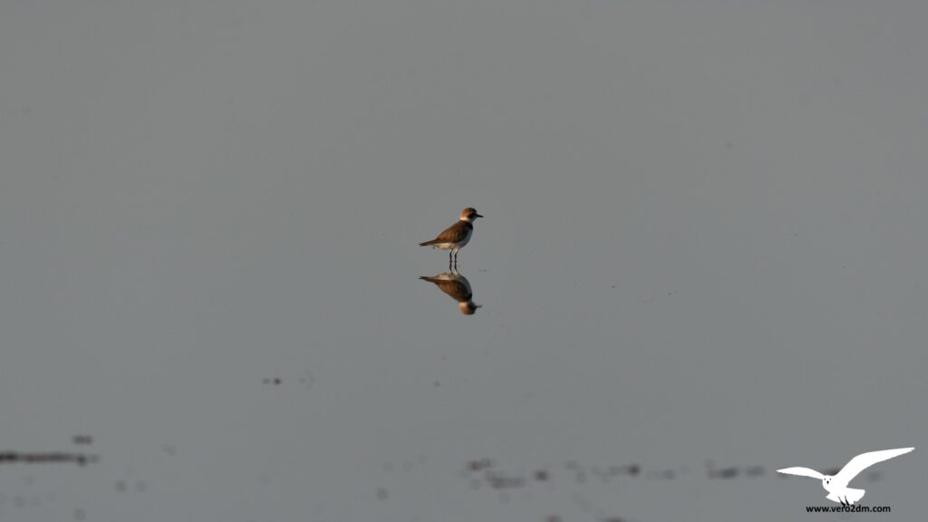 Gravelot à collier interrompu - vero2dm photographe animalier oiseaux nature biodiversité