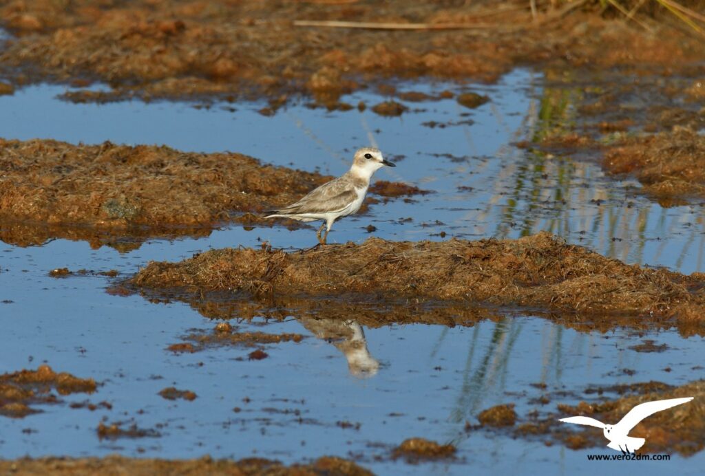 Gravelot à collier interrompu - vero2dm photographe animalier oiseaux nature biodiversité