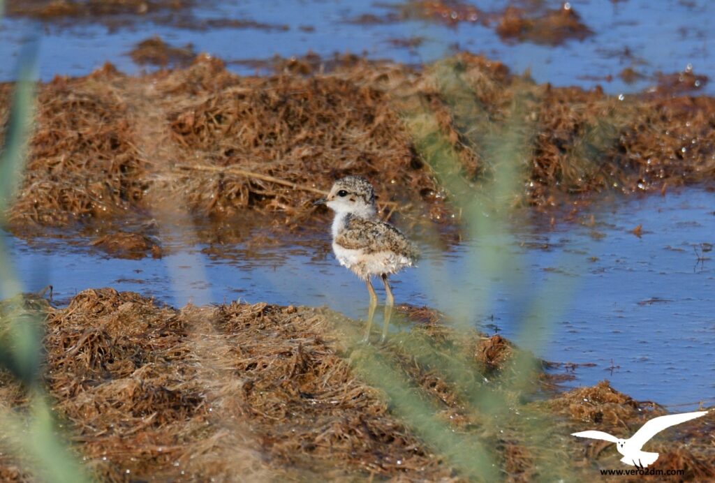 Gravelot à collier interrompu - vero2dm photographe animalier oiseaux nature biodiversité