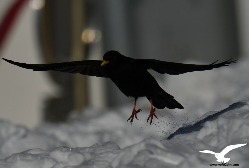 Chocard à bec jaune - vero2dm photographe animalier oiseaux nature biodiversité