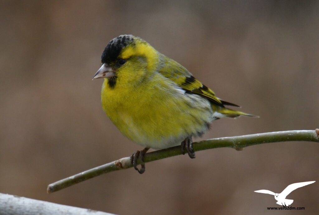 Tarin des aulnes vero2dm.com - photographe animalier - oiseaux - biodiversité