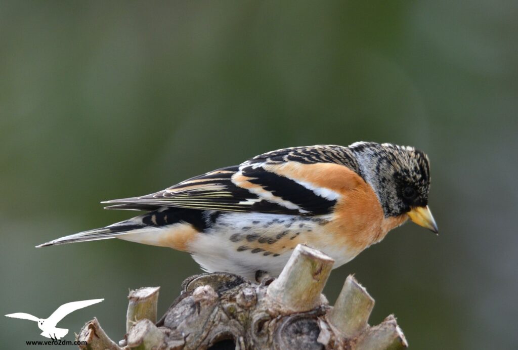 Pinson du Nord - vero2dm.com - photographe animalier - oiseaux - biodiversité