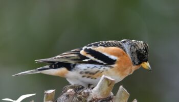 Pinson du Nord - vero2dm.com - photographe animalier - oiseaux - biodiversité