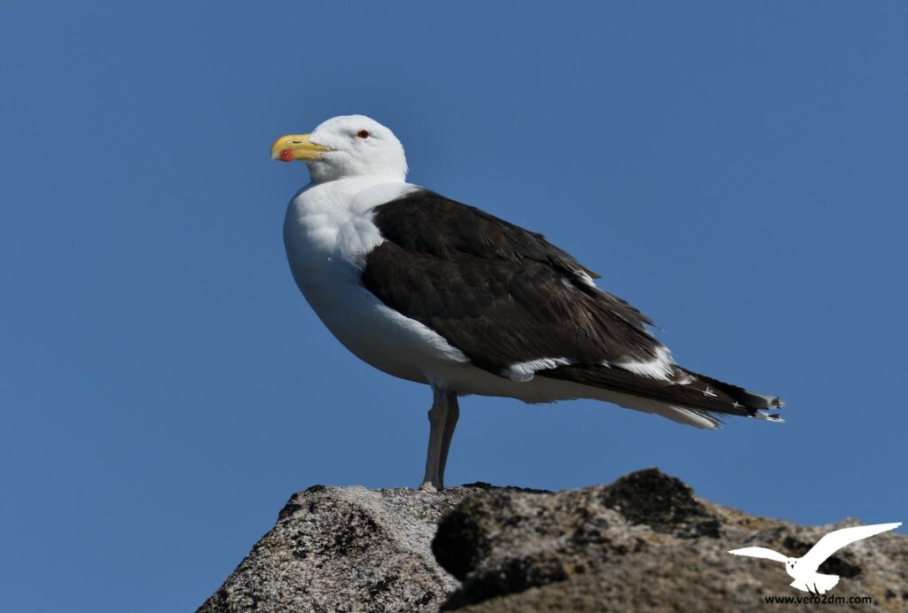 Goéland marin - vero2dm photographe animalier oiseaux nature biodiversité