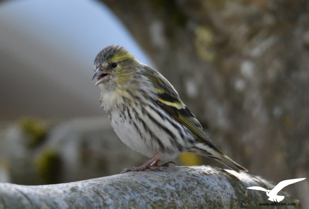 Tarin des aulnes - vero2dm.com - photographe animalier - oiseaux - biodiversité