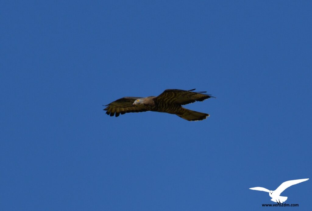 Bondrée apivore - vero2dm.com Photographe animalier biodiversité