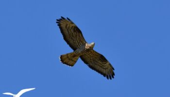 Bondrée apivore - vero2dm.com Photographe animalier biodiversité