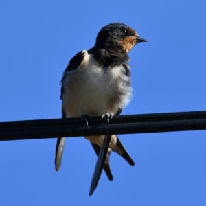 Hirondelle rustique - vero2dm.com Photographe animalier biodiversité