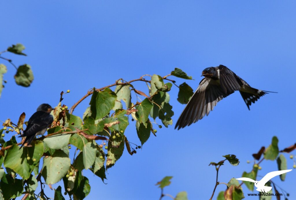 Hirondelle rustique - vero2dm.com Photographe animalier biodiversité