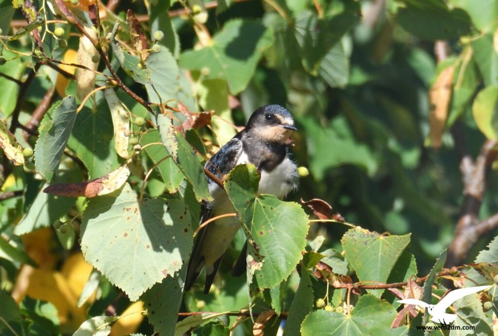 Hirondelle rustique - vero2dm.com Photographe animalier biodiversité