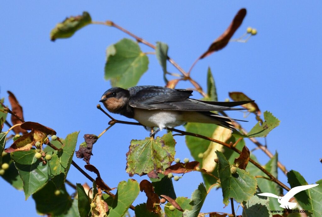 Hirondelle rustique - vero2dm.com Photographe animalier biodiversité