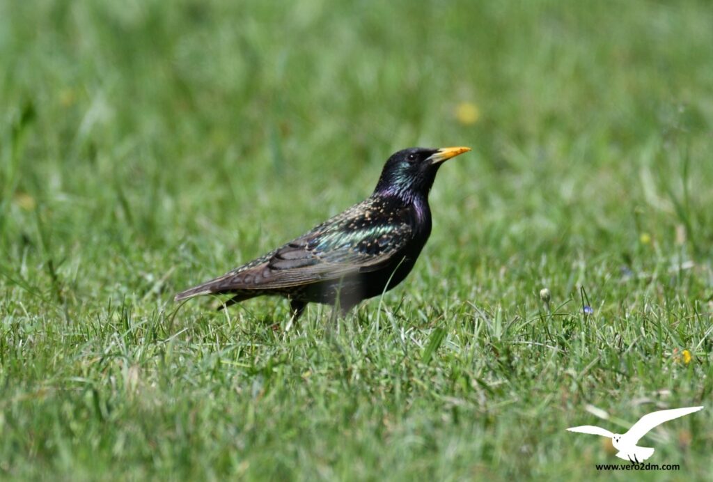 Etourneau sansonnet - vero2dm.com - photographe animalier - oiseaux - biodiversité