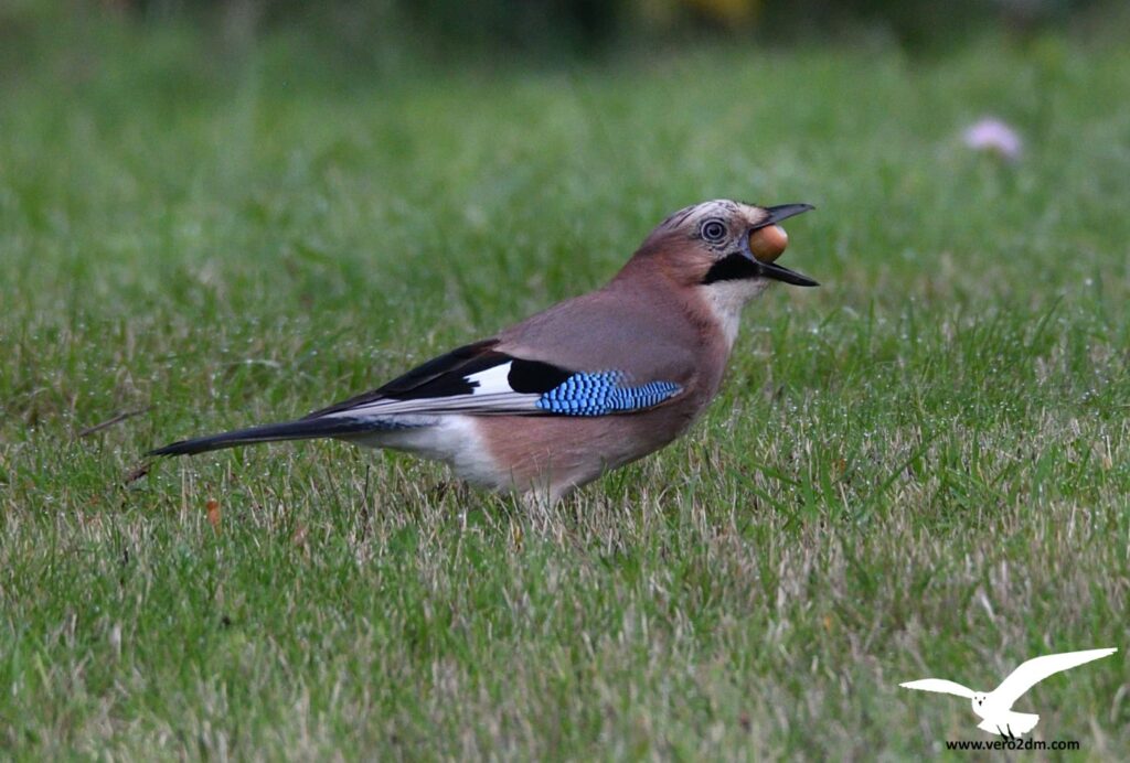 Geai des chênes - vero2dm.com - photographe animalier - oiseaux - biodiversité