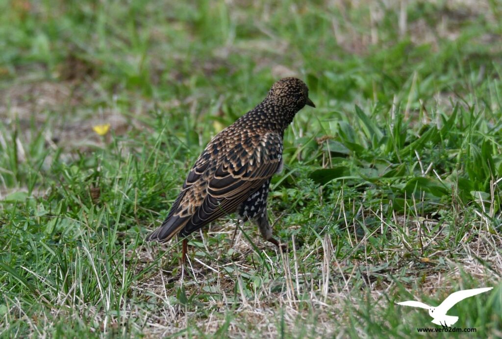 Etourneau sansonnet - vero2dm.com - photographe animalier - oiseaux - biodiversité