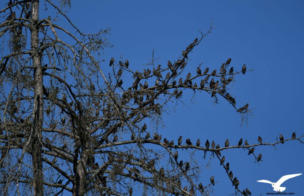 Etourneau sansonnet - vero2dm.com - photographe animalier - oiseaux - biodiversité