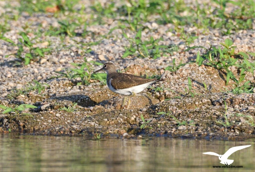 Chevalier culblanc - vero2dm.com - photographe animalier - oiseaux - biodiversité