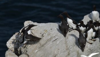 Guillemot de Troïl - vero2dm.com - photographe animalier - oiseaux - biodiversité