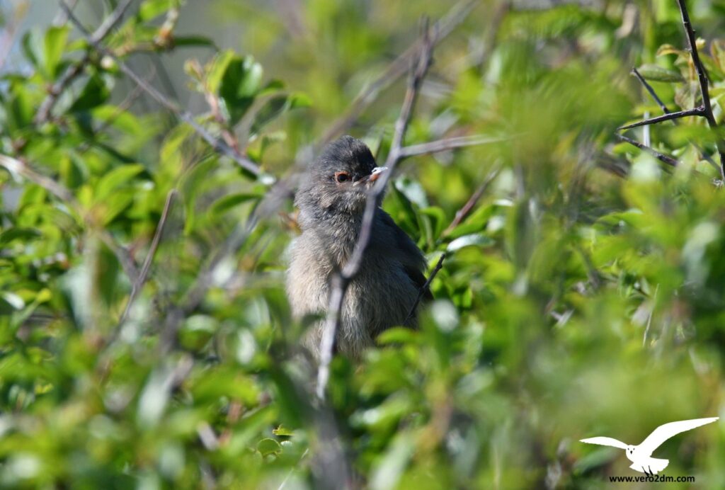 Fauvette pitchou- vero2dm.com - photographe animalier - oiseaux - biodiversité