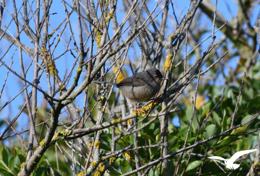 Fauvette pitchou- vero2dm.com - photographe animalier - oiseaux - biodiversité