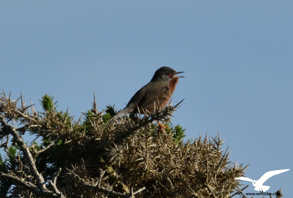 Fauvette pitchou- vero2dm.com - photographe animalier - oiseaux - biodiversité